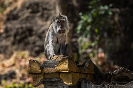monkey sitting on his throne