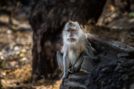 a java monkey sitting on a tree trunk