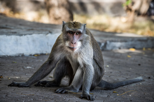a java monkey