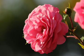 Erblühte, pinkfarbene Rose am Ende des Sommers