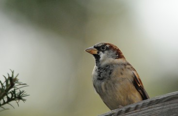 Spatz auf einem Zaun in der Morgend&auml;mmerung