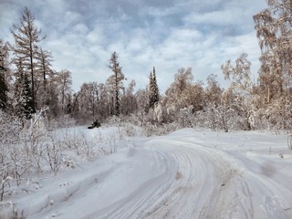 Obraz premium Winter snowy forest in Siberia