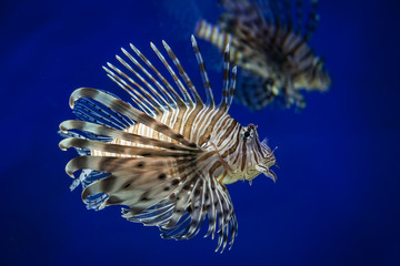 Lionfish in an Aquarium