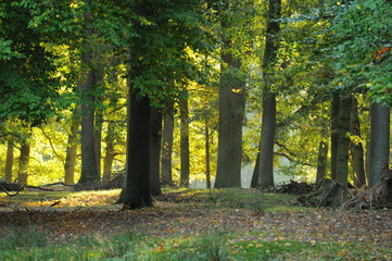 Herbstliche Stimmung in einem Wald bei Sonnenaufgang