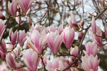 Obraz premium pink magnolia blossom