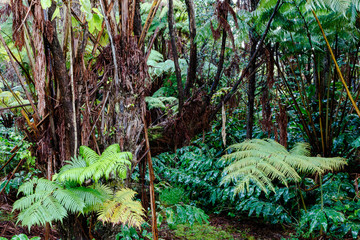 Hawaiian rainforest on the Big Island of Hawaii in the early morning after a light rain. Ferns, palm trees and other native flore are shown.