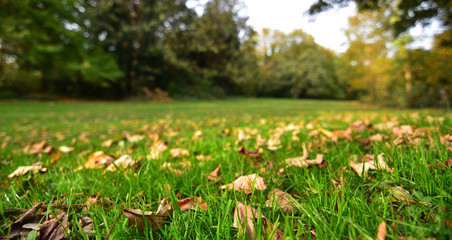 Obraz premium Fallen autumn leaves in lying on the grass in parkland