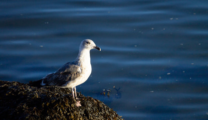 Seagull on Blue Water Background