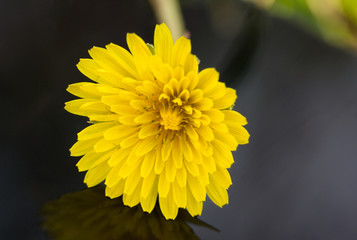 dandelion2