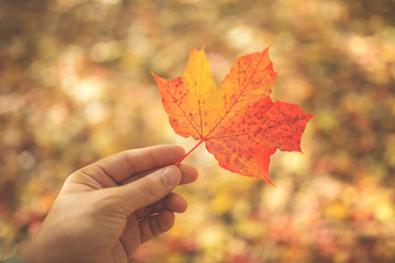 a man holds a maple leaf in his hand against the foliage - Powered by Adobe