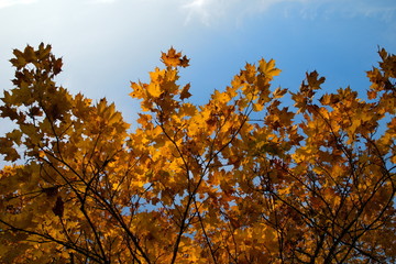 Fototapeta na wymiar Golden autumn.Colorful foliage in the autumn park.Autumn leaves sky background.Fall background.