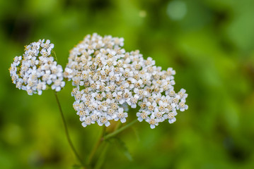 weed with white flowers