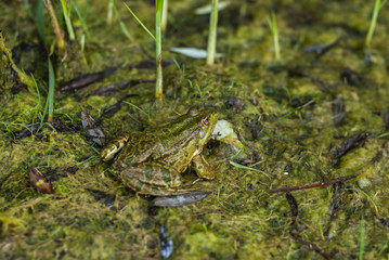 frog in the lake