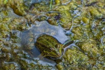 frog in the lake