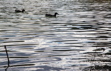 Pato en el lago