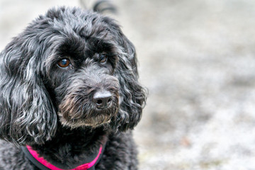 portrait of poodle mix dog