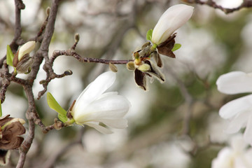 magnolia, spring, flower, blossom, tree