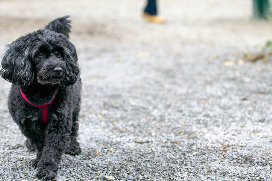 Posing Poodle Mix Dog