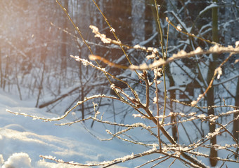Soft focus background of snow-covered branches against the winter forest