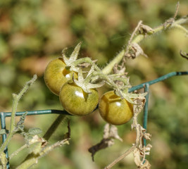 Obraz premium Growing Tomatoes 5 Cherry tomatoes. 