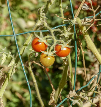 Growing Tomatoes 4 Cherry type.