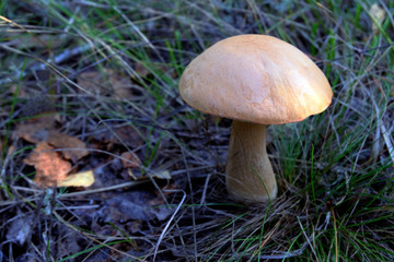 Alone mushroom in the forest view from above.