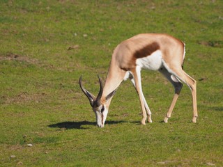 Impala - Antilope