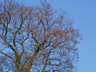 Bare crown of an old oak tree in the blue sky.