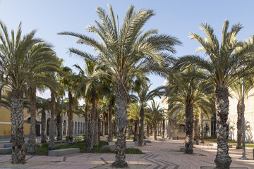 Fototapeta na wymiar Palm trees in the plaza, Murcia, Cartagena, Spain