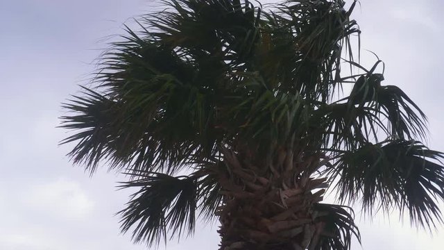 Palm Tree in Heavy Wind of Approaching Hurricane