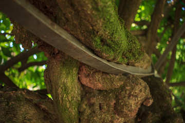 the power of the nature