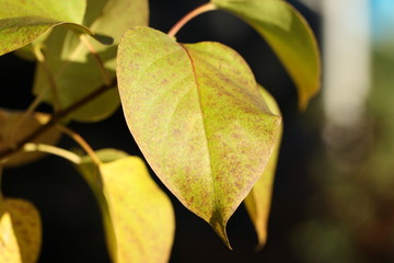 fliederblätter, fliederblatt, grün, laub