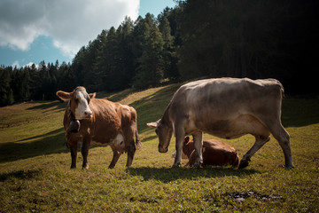 Alps, swiss cows