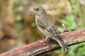 Fêmea de verdilhão exibe-se numpoleiro