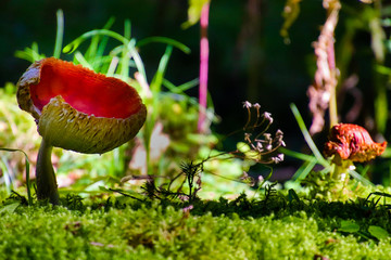 Pilz im herbstlichen Wald