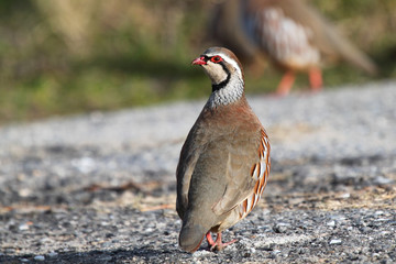 Perdiz comum exibindo-se no asfalto