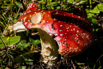 Pilze im Herbst