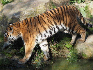Obraz na płótnie Canvas Sibirischer Tiger