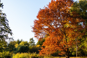 Bunte Blätter im Herbst an Bäumen und Sträuchern