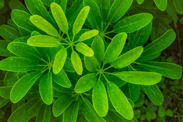 Fototapeta na wymiar High angle view group of fresh green leaves from the plant name Umbrella Tree or Octopus Tree (Araliaceae, Schefflera leucantha) with droplets water in natural outdoors garden and selective focus.