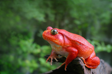Fototapeta premium Beautiful big frog with red skin like a tomato, Adult female Tomato frog from Madagascar climb up brown dry wood in green natural background, selective focus