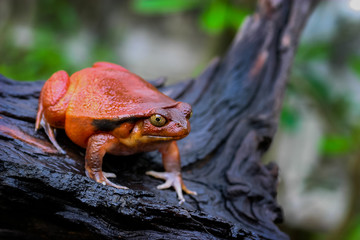 Beautiful big frog with orange skin climb up brown dry wood in green natural background. Adult male Tomato frog from Madagascar prepare to hunting insects, selective focus
