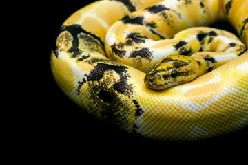 Close-up Paradox calico morph Ball python (python regius) on black floor background. Image of beautiful snake for exotic pets or reptile keeper.