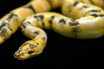 Close-up Paradox calico morph Ball python (python regius) on black floor background. Image of beautiful snake for exotic pets or reptile keeper.