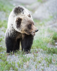 Obraz premium Grizzly bear