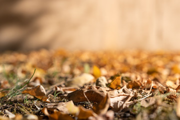 Herbsthintergrund mit Laub un goldener Farbe