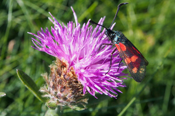 Six-spot Burnet (Zygaena filipendulae) Motte auf Distel
