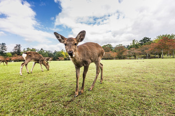 Naklejka na ściany i meble Sacred Sika deers Nara Park forest, Japan