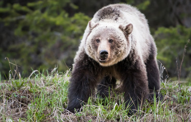 Grizzly bear