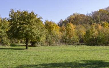 autumn on the forest glade